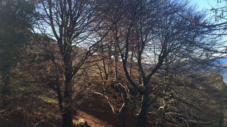 Bizkaia refuerza la mejora y la protección de los bosques del territorio